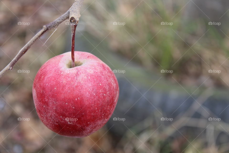 Red apple hanging by the tree