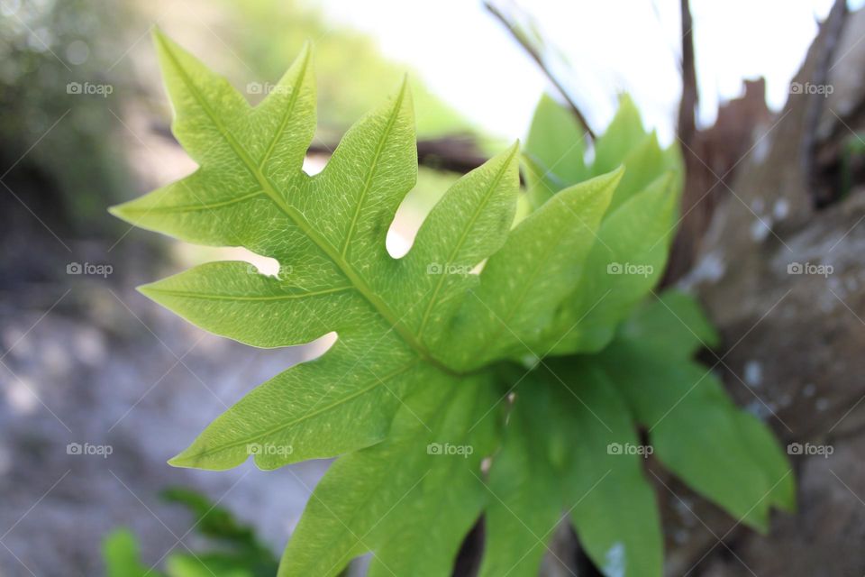 Beautiful veiny green leaf