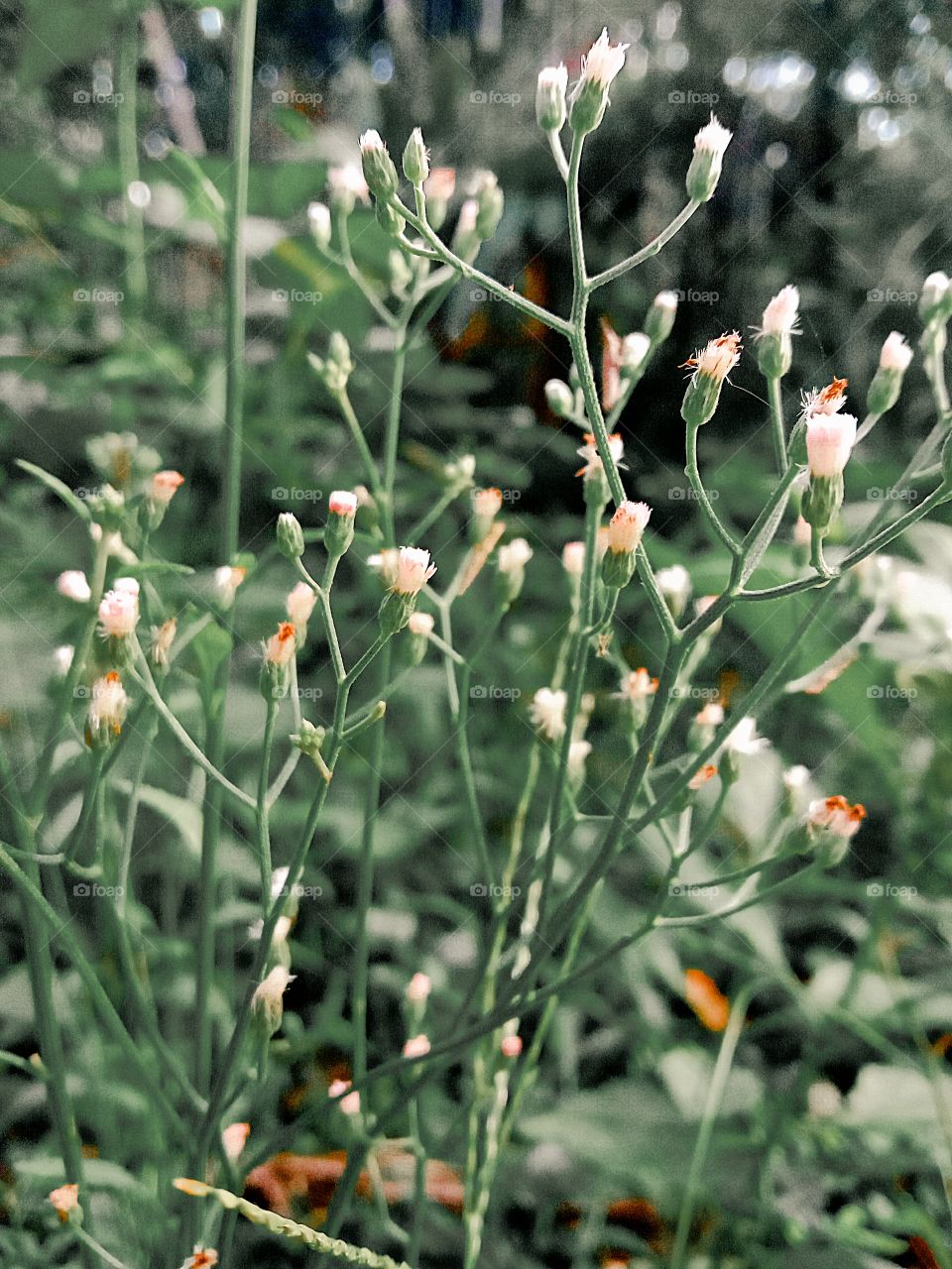 plants and flowers makes mind colorful 🌷😍