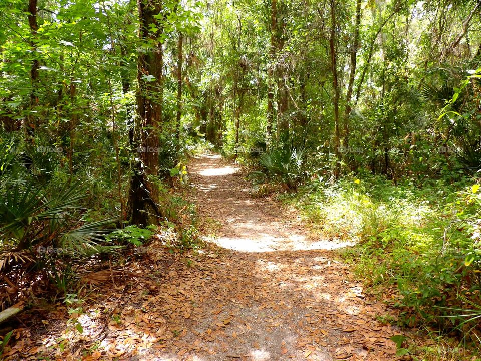 trail in forest