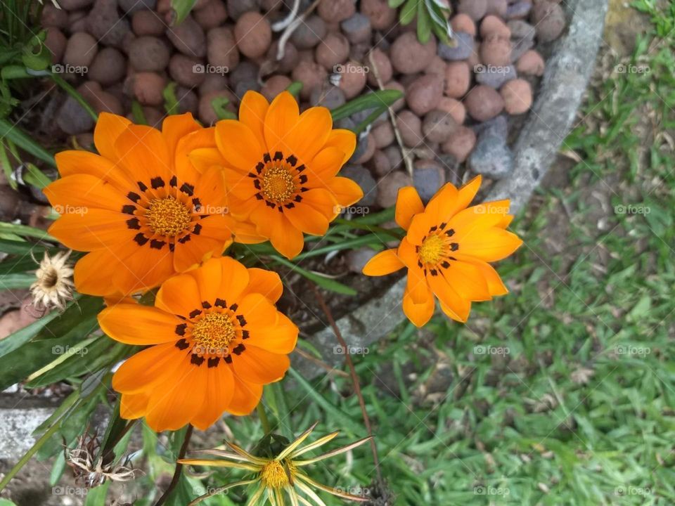 orange gazania