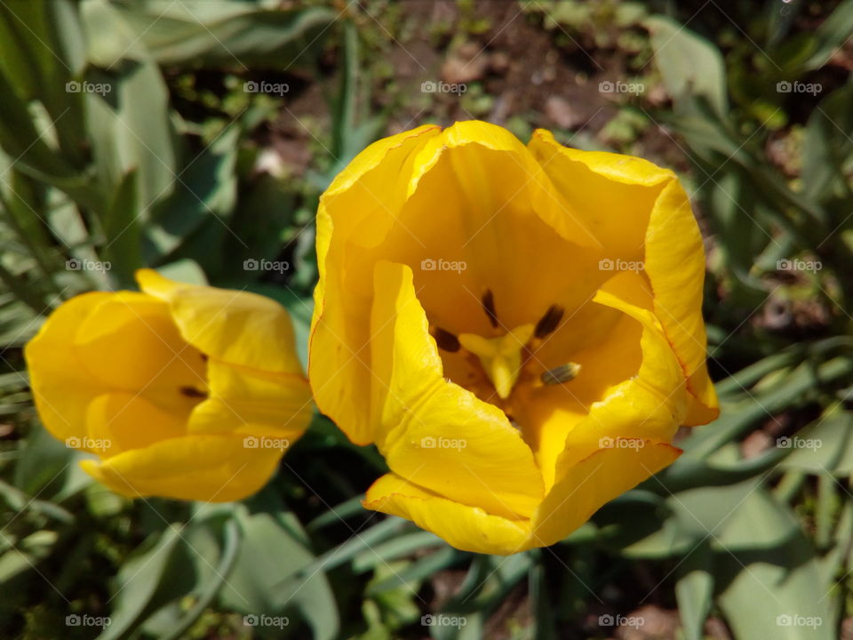 yellow tulip top view