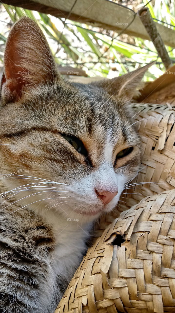 СЕЖЕ КАТА, КОТАТА СЛЕСА, КОЦАТА В МЯСТОТО МИ.