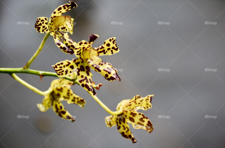Beautiful yellow orchids