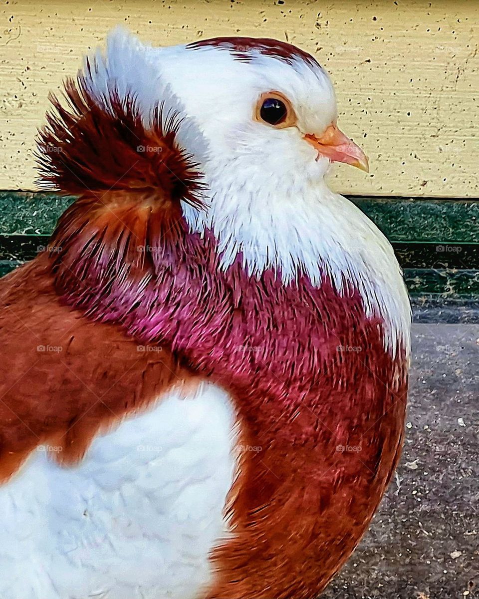 Proud ornamental pigeon