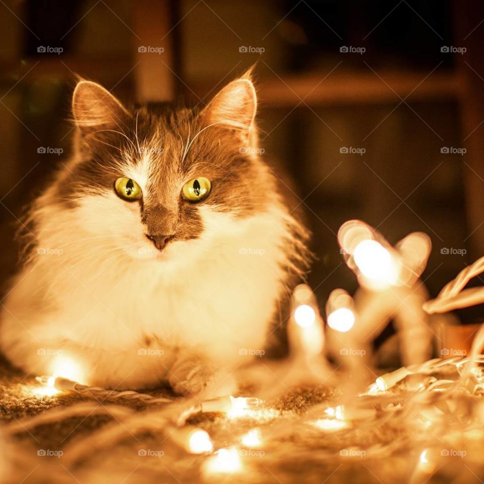 cat in the light of a garland