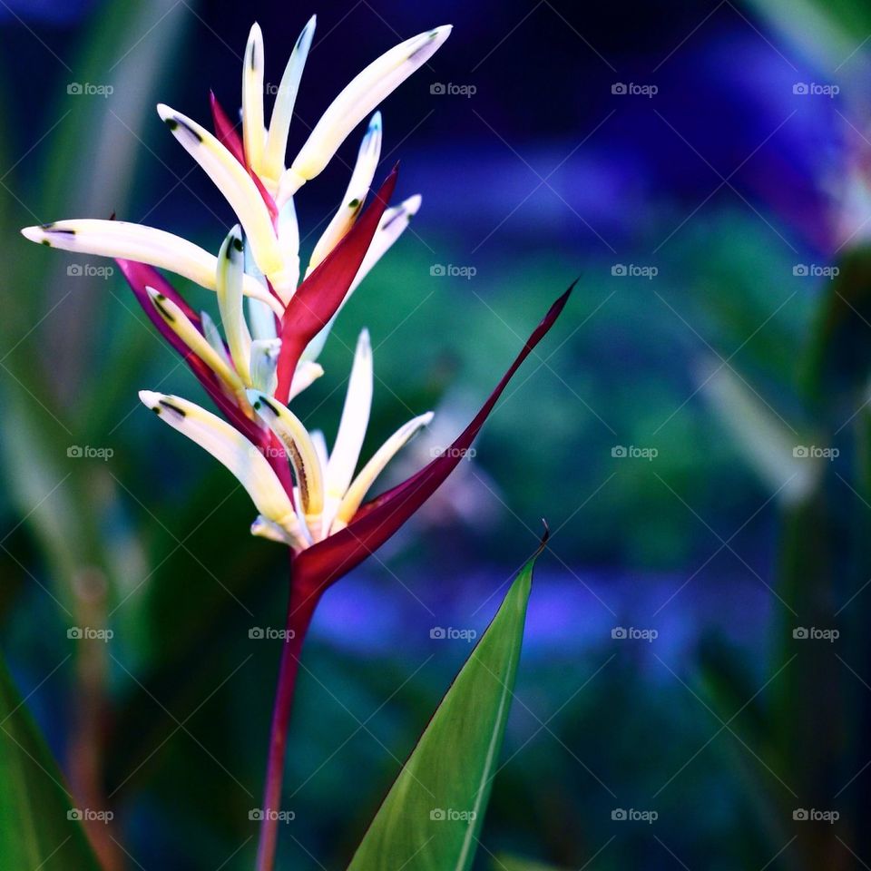 Beautiful tropical flower during the night