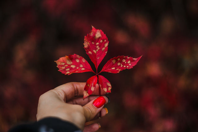 red autumn leaf in hand