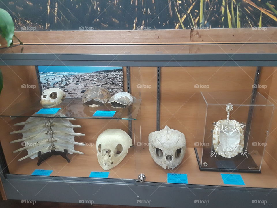 bone Museum