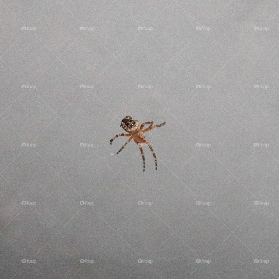 🕷🕸🕸🕸 pt 2