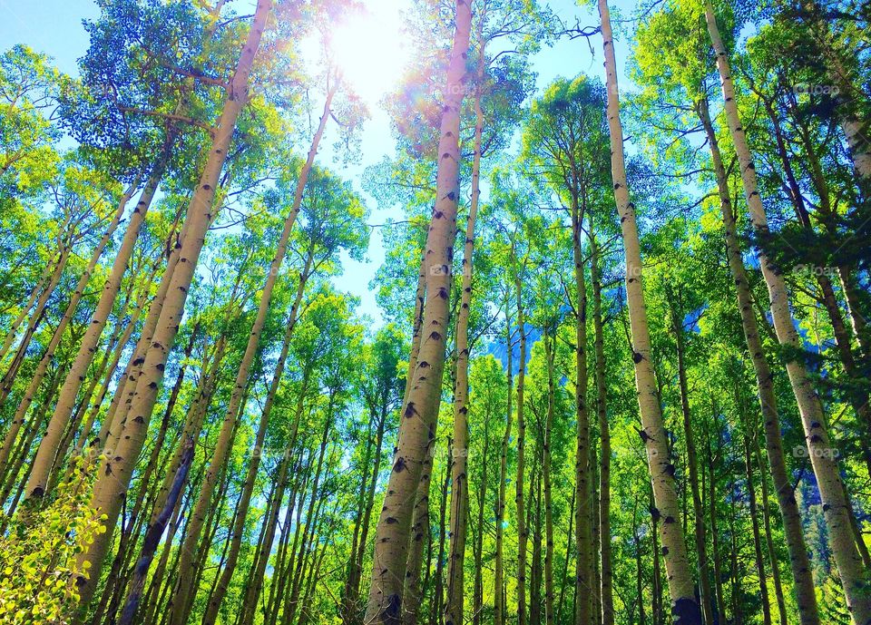 Aspen Forest