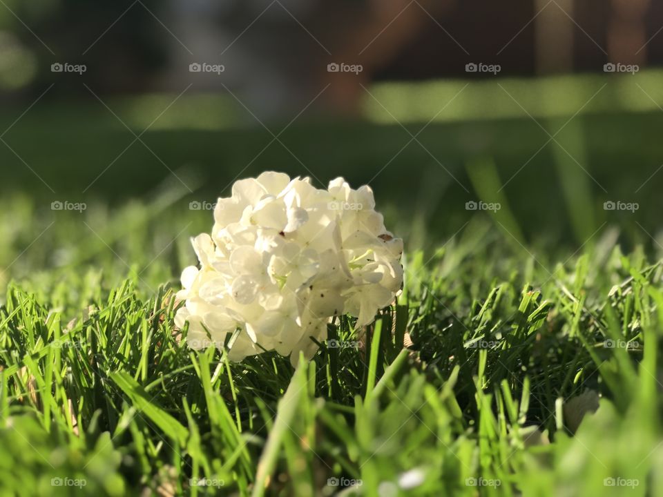 Flower on the lawn 
