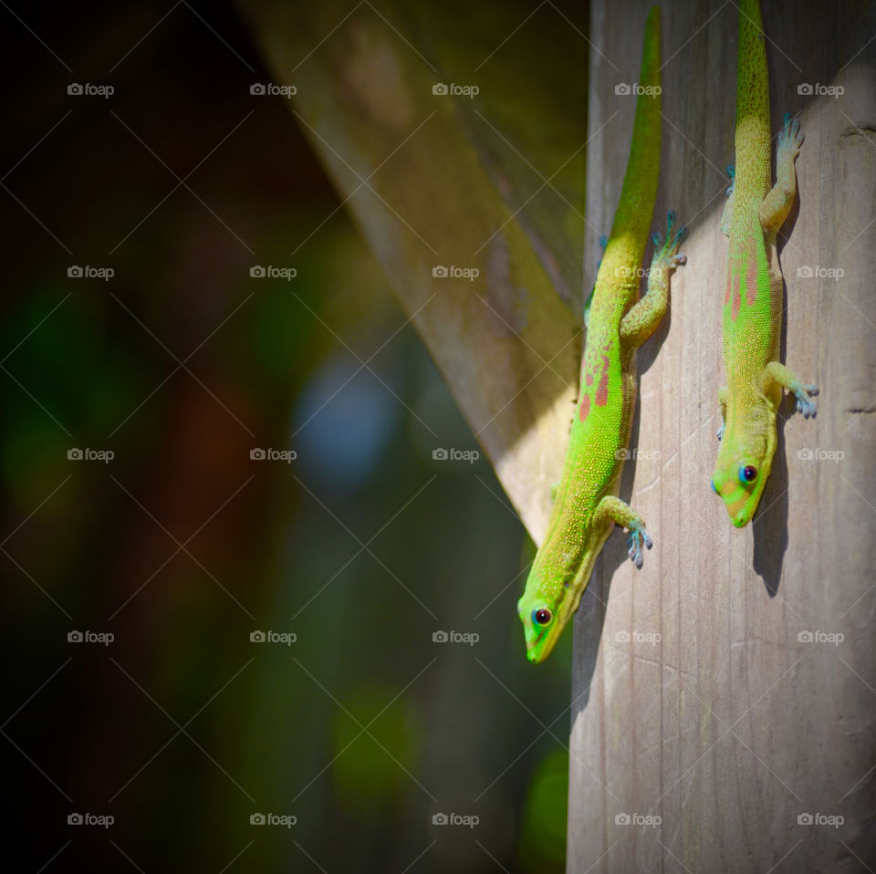 Two gecko pals creeping into the sun to enjoy the warmth