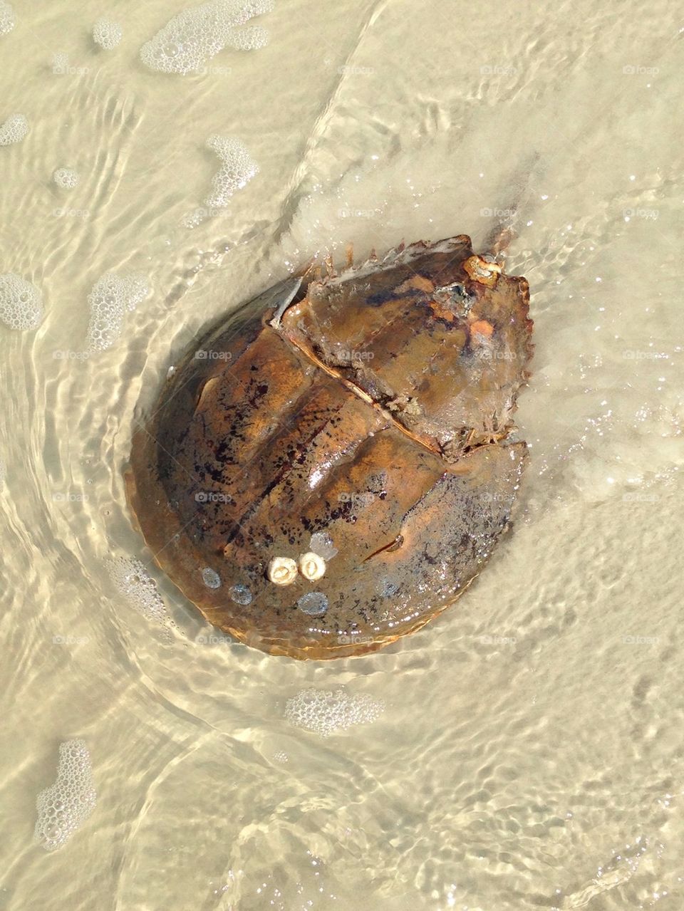 Horseshoe crab