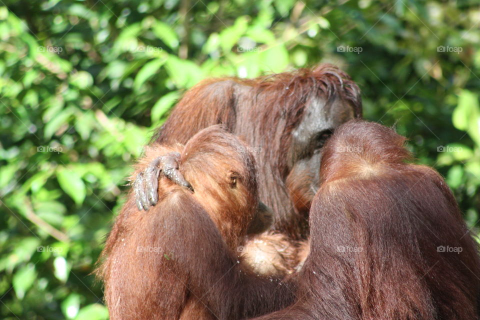 Orangutan family group Indonesia, March 2014