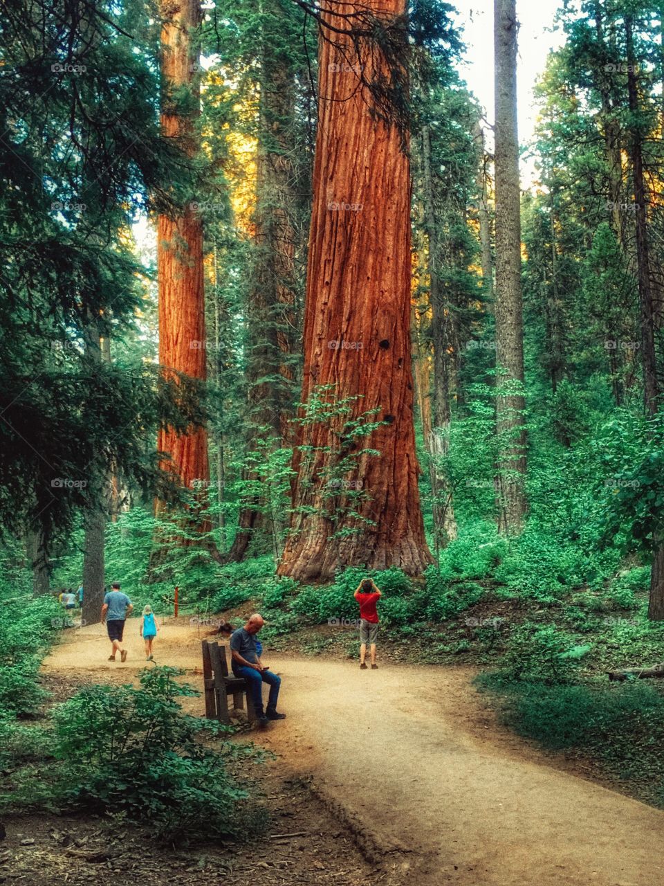 Calaveras Big Tree State Park. CA