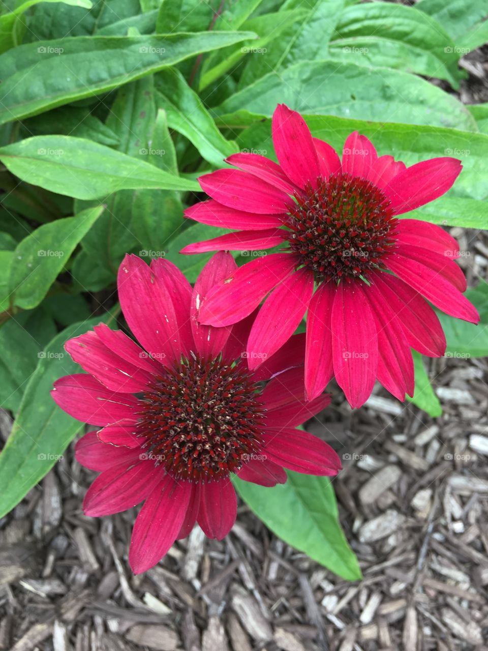 Red cone flower