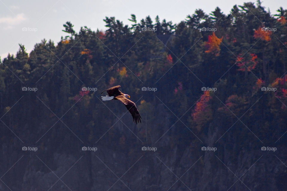 Bald Eagle flying over Frenchman Bay Maine