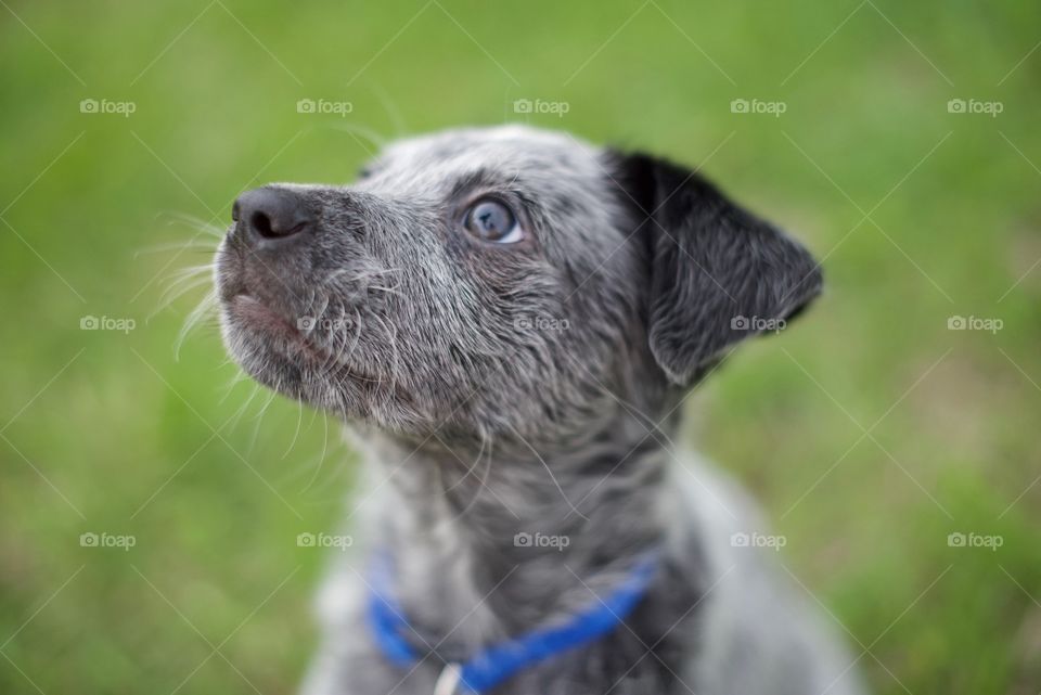 Blue heeler puppy outside portrait