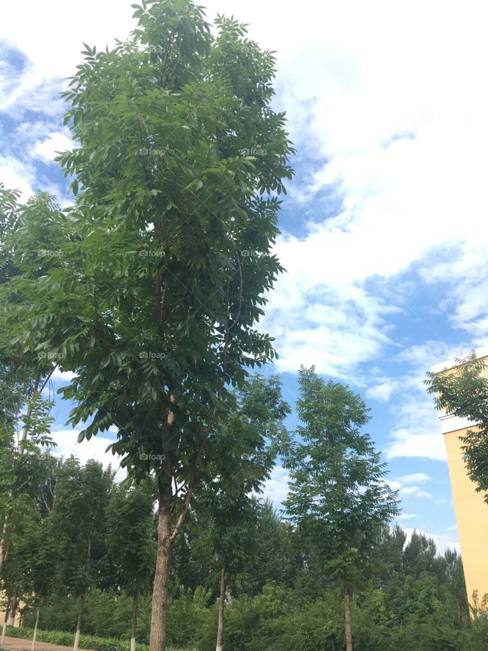 tall trees in display