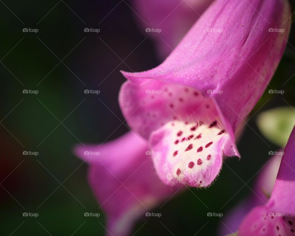 Foxglove