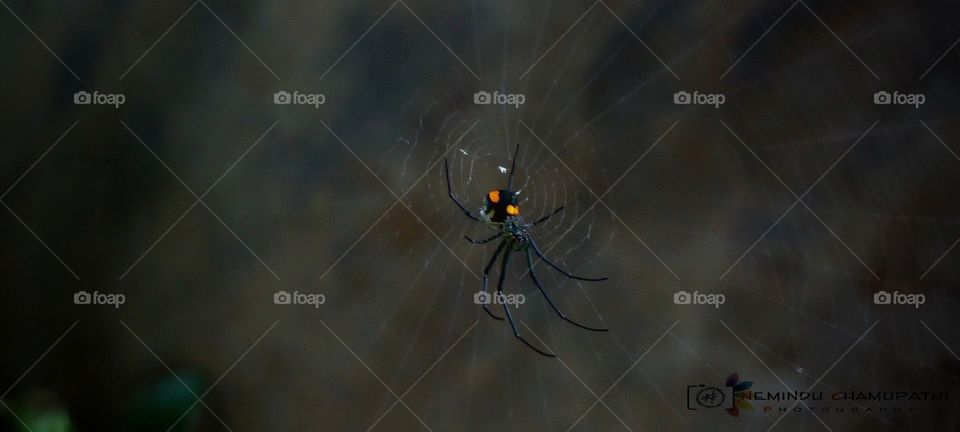 Seeing a spider isn’t a problem, It becomes a problem when it disappears 