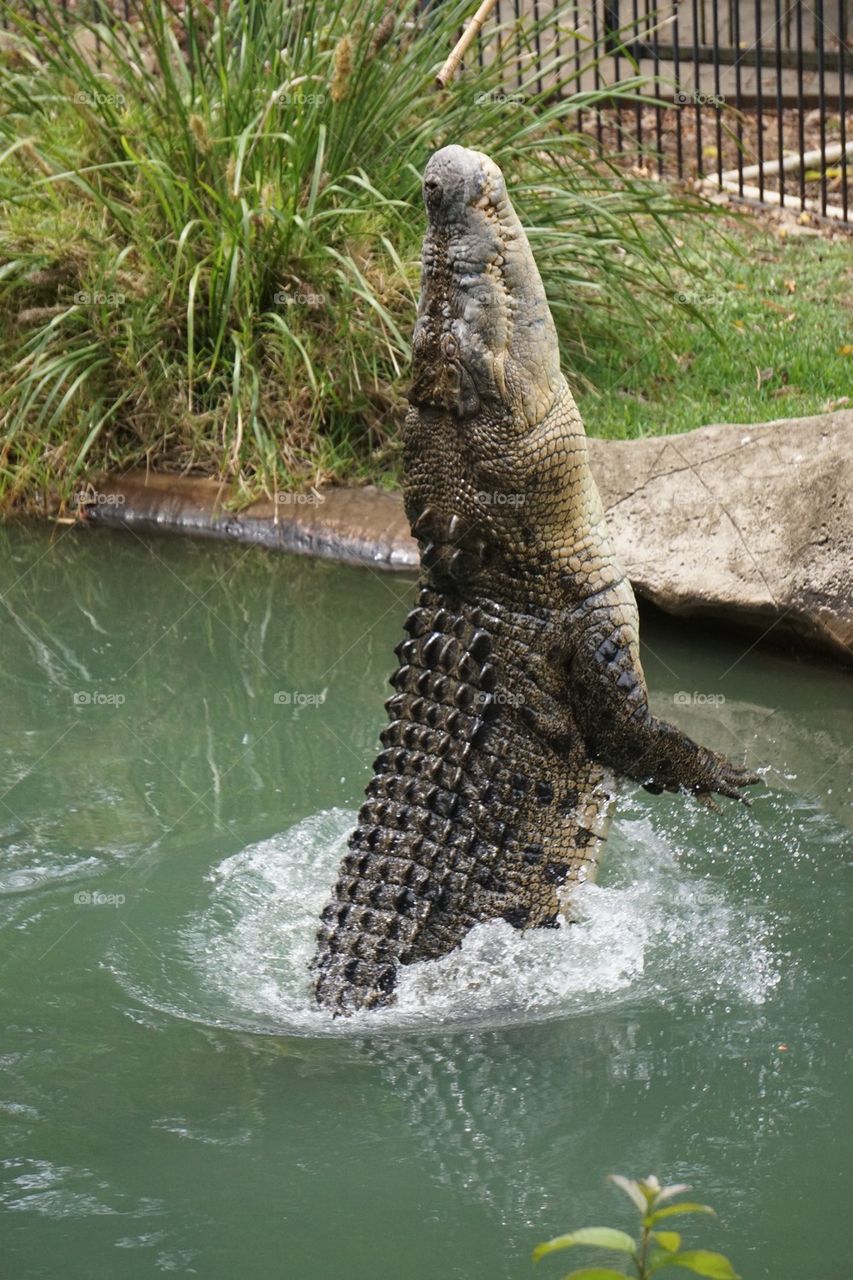 Leaping Crocodile