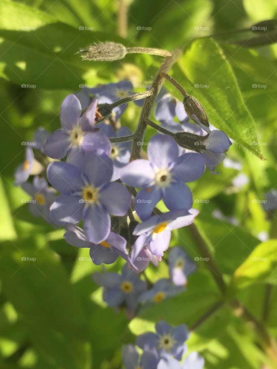 Forget-me-nots in the sun