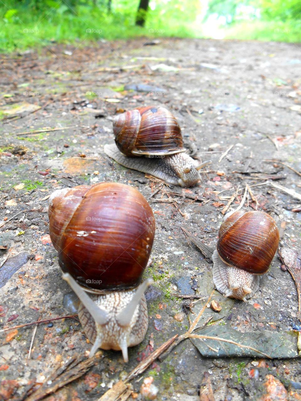 snails beautiful portraits view from the ground