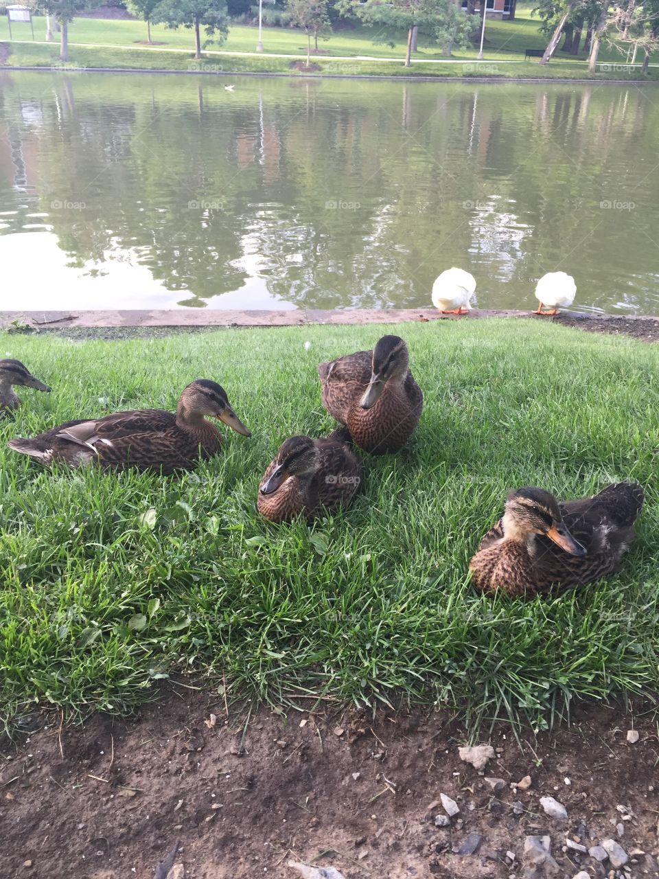 Ducks by the lake