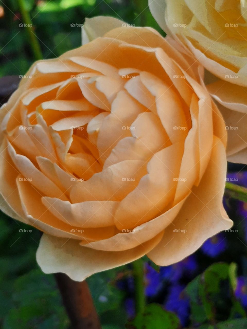 portrait of yellow tea rose in autumn