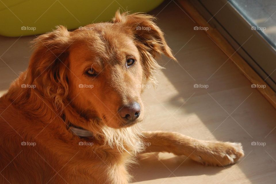 Portrait of Golden retriever looking at camera 