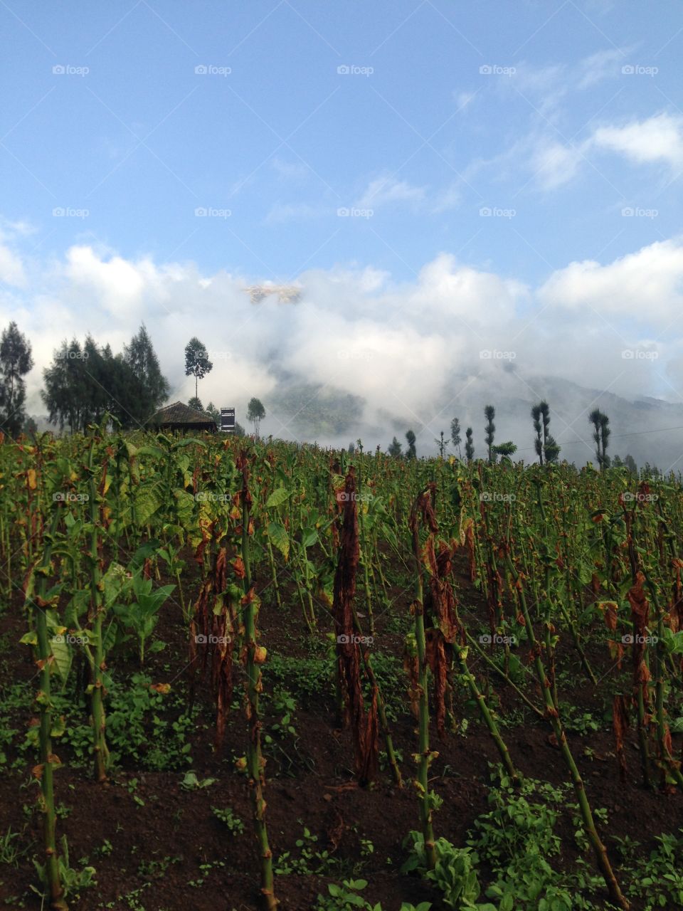 Scenery of kebun tembakau