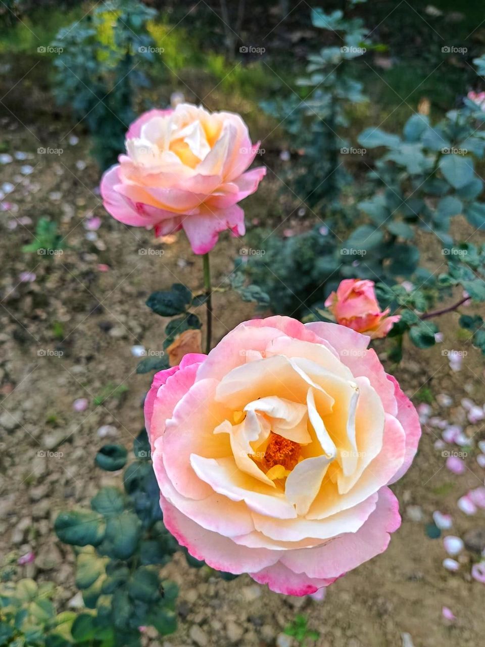 Those pink and yellow roses in the garden are absolutely stunning! It's like they're having their own little colorful party out there, brightening up the whole garden. Roses always bring such a lovely touch of elegance and charm. ๐น๐