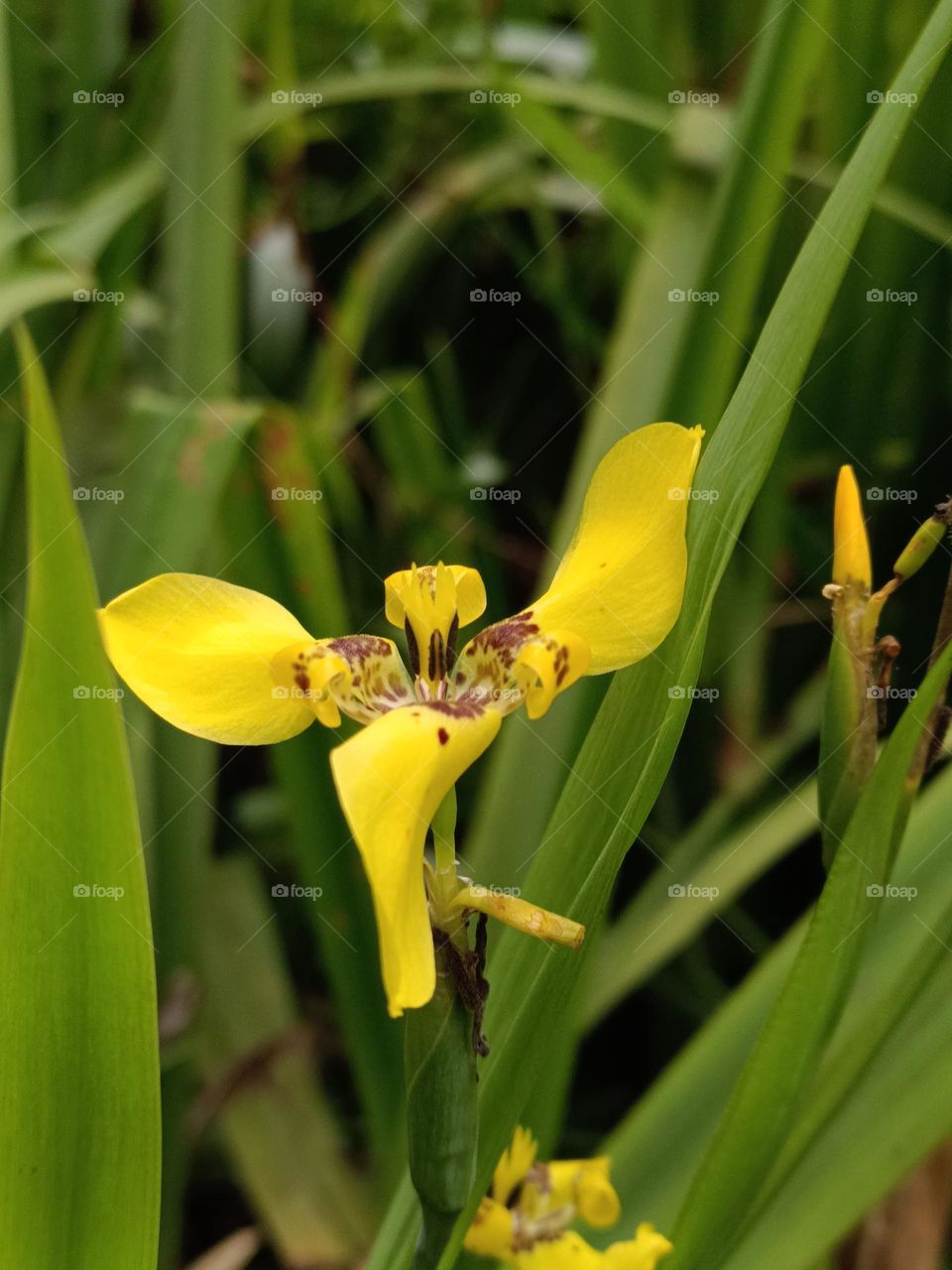 Yellow Walking Iris