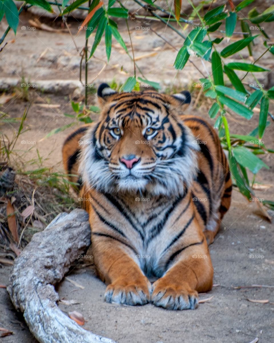 Tiger at LA Zoo