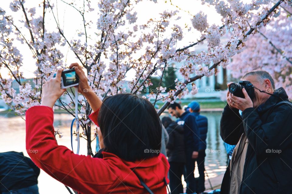 Cherry blossom festival