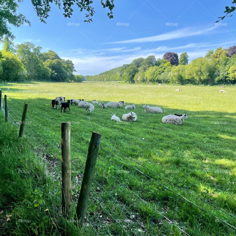Sheep finding a bit of shade 