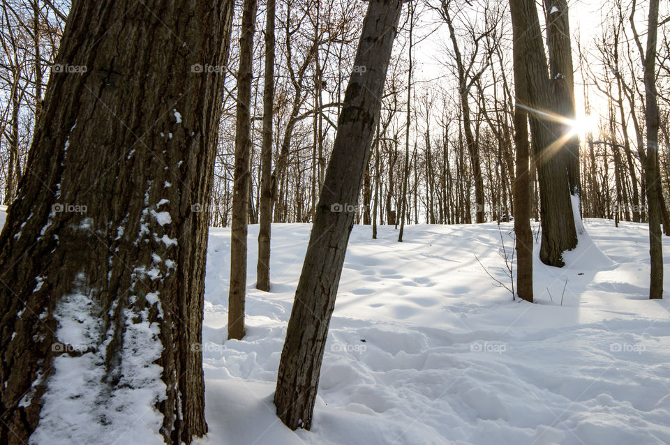 Trees in a snow covered forest with shining sun winter landscape background 