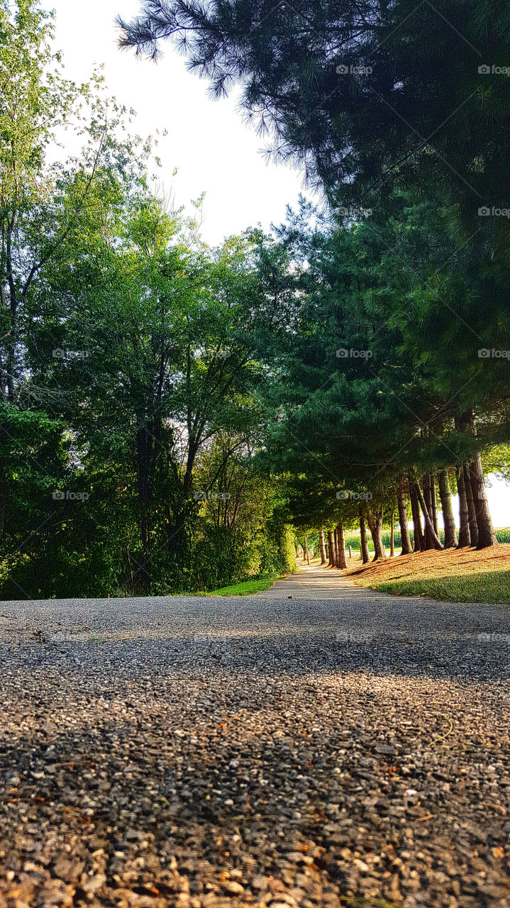 pathway at park. charming pathway at local park