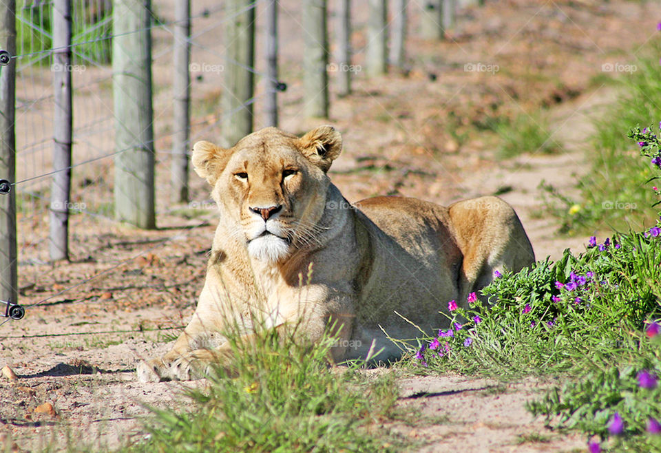 Lioness in the wild