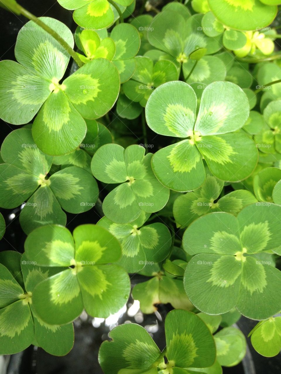 Rare lucky clover bonanza