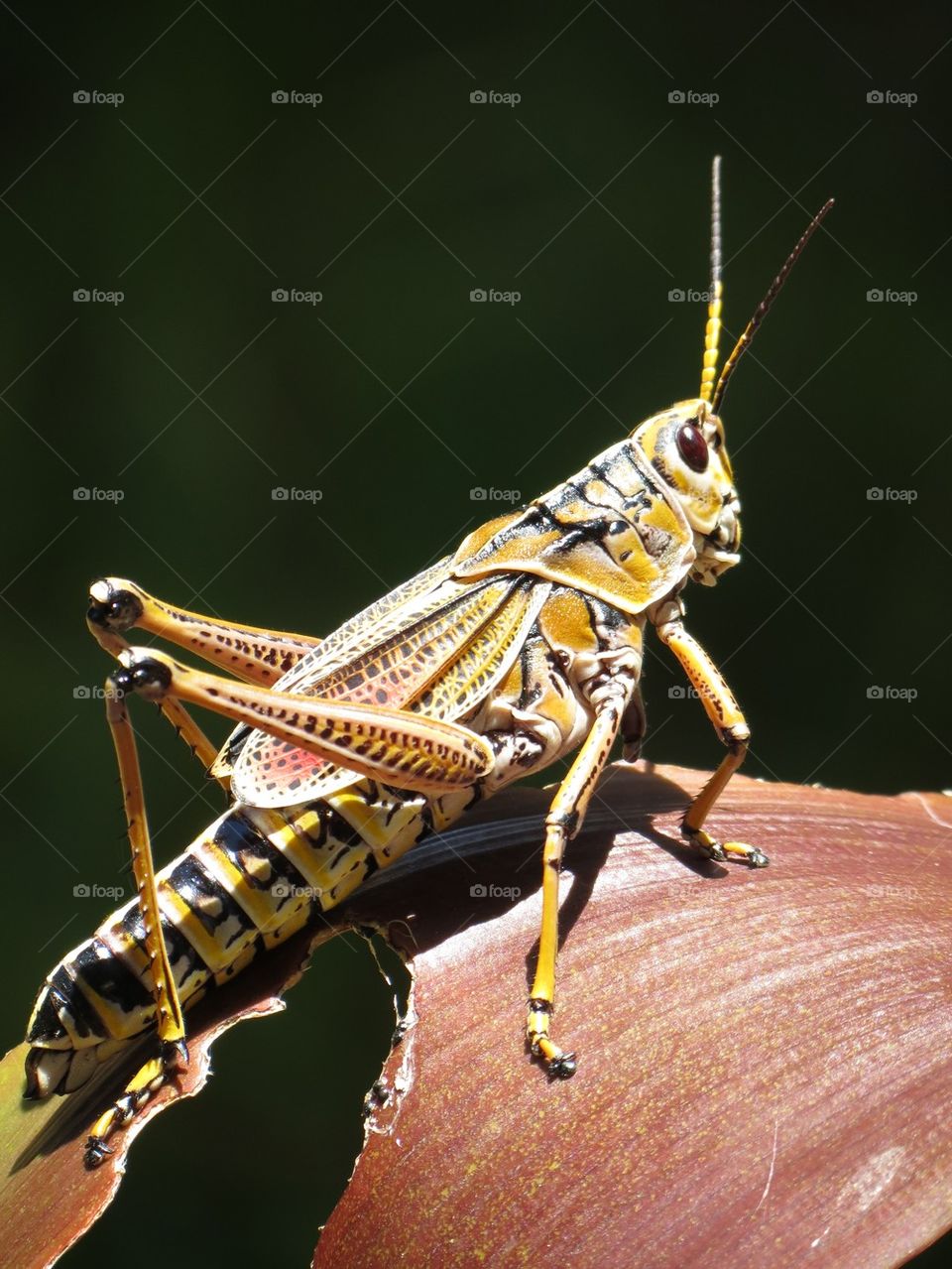 Locust
