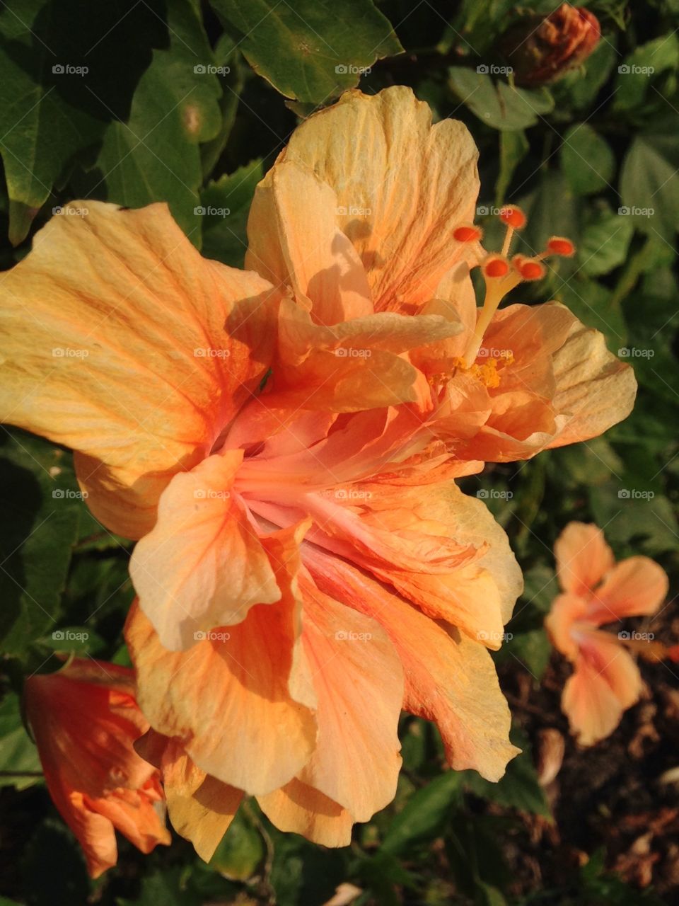 Orange hibiscus 