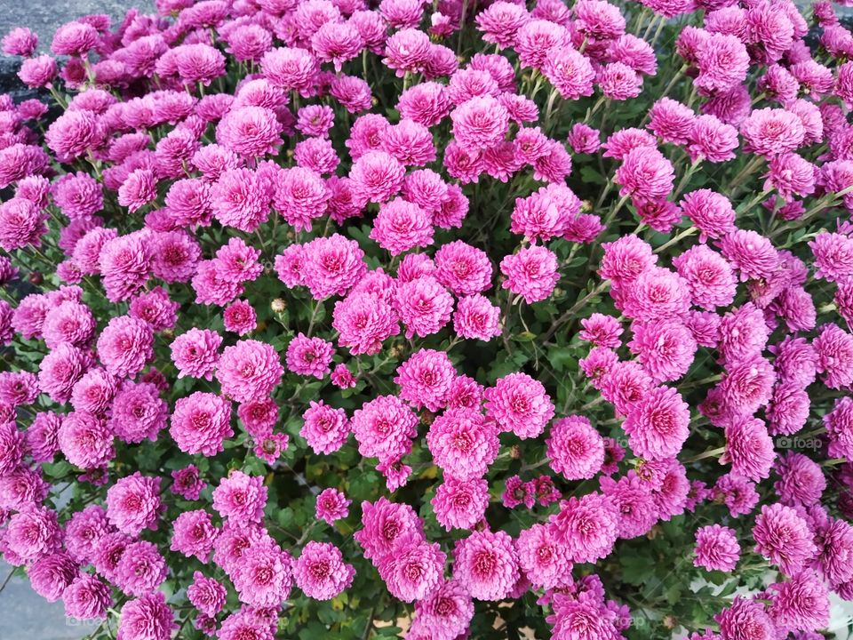 pink chrysanthemum