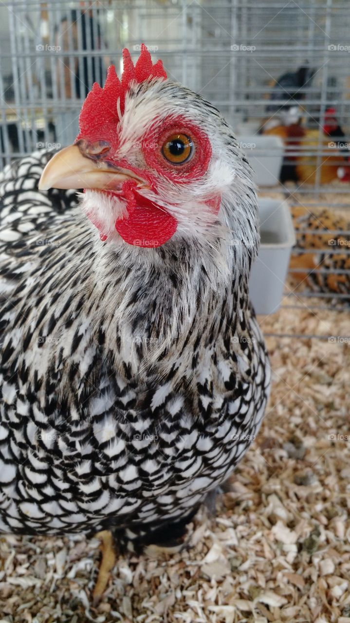 chicken selfie. county fair