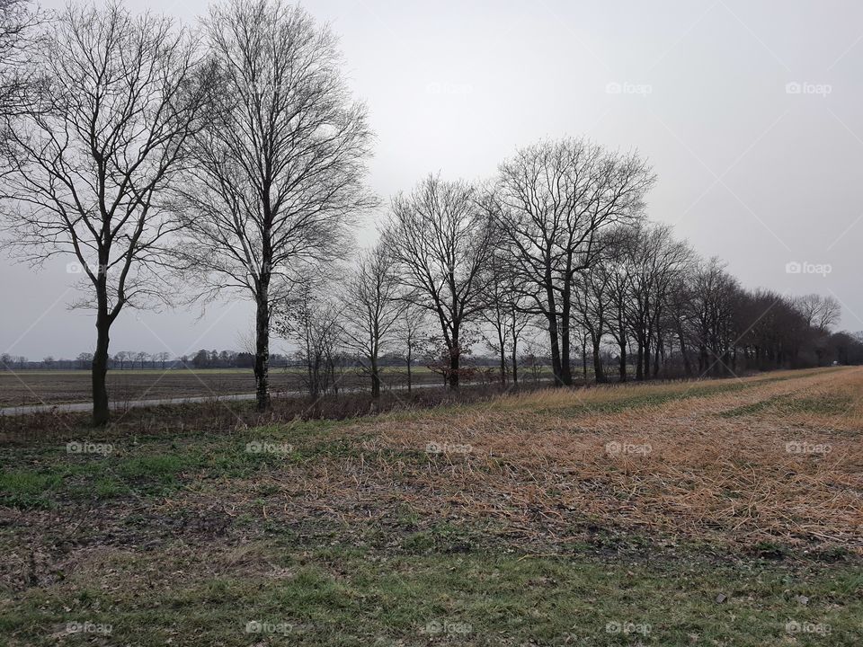 Trees and field