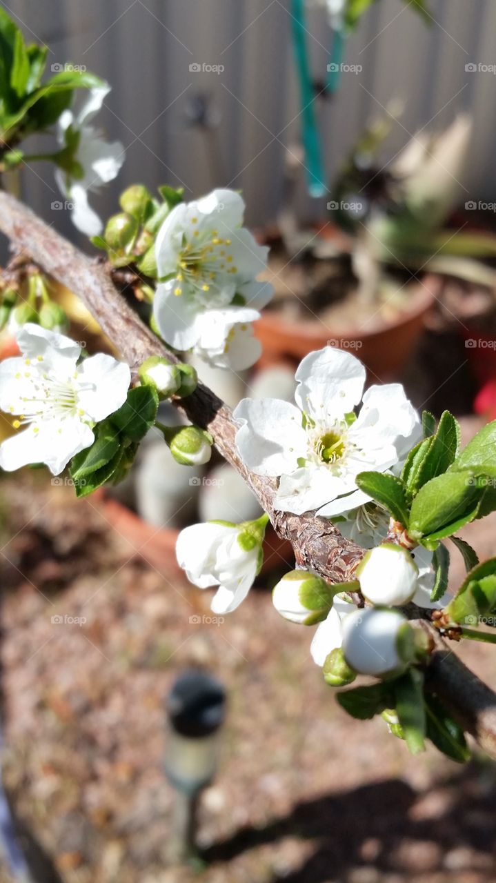 apricots flowers. my apricots tree
