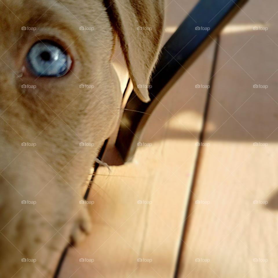 baby blue puppy eye