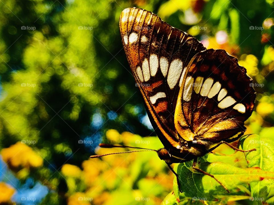 Beautiful Brown Big Butterfly Close Up 
